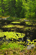 Lily pads on lake