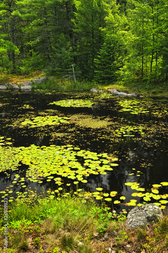 Photo: Lily pads on lake Lily pads on lake