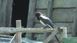Magpie sitting on a wooden fence close-up.