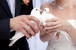 Two white  doves.Wedding