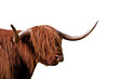 Cattle freigestellt