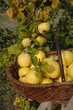 récolte de coings