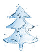 fir tree from water splash isolated on white