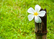 White Plumeria flowers placed on bamboo White Plumeria flowers placed on bamboo