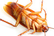 Close up of cockroach, but it was die.