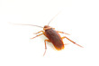 Close up of cockroach, but it was die.
