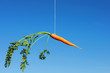 Orange carrot in the sky