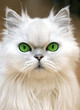 Green Eyes Green Eyes
