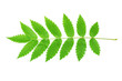 Green rowan leaf
