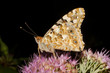 Painted Lady butterfly, Vanessa cardui