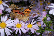 Painted Lady butterfly, Vanessa cardui