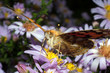 Painted Lady butterfly, Vanessa cardui