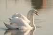 Romantic couple of swans on the lake at sunrise