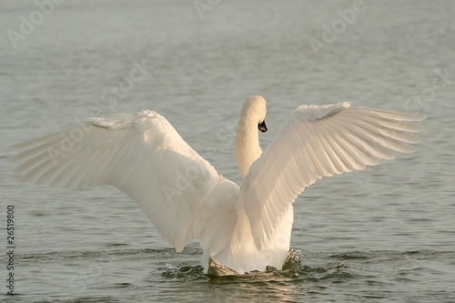 Photo: Beautiful swan spreads its wings on the lake Beautiful swan spreads its wings on the lake