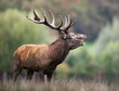 cerf brame bois cors cervidé mammifère animal forêt roi biche cerf brame bois cors cervidé mammifère animal forêt roi biche
