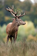 cerf bois forêt animal cervidé brame reproduction cors plaine cerf bois forêt animal cervidé brame reproduction cors plaine
