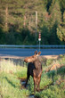 Moose feeding near highway