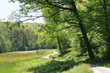 Waldweg