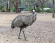 emu