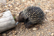 echidna