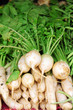 Ripe white radish root i Ripe white radish root i