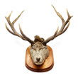 Old hunting trophy