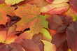 Autumn leaves 7