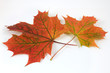 Autumn leaves 8