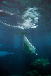 White Beluga Whale .. White Beluga Whale ..