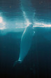 White Beluga Whale .. White Beluga Whale ..