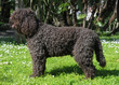 BARBET