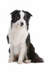 Border collie dog isolated on a white background Border collie dog isolated on a white background