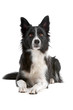 Black and white border collie dog lying isolated on white Black and white border collie dog lying isolated on white