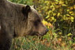 male Grizzly Bear walking through mountain meadow.
