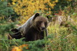 male Grizzly Bear walking through mountain meadow.