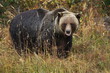 male Grizzly Bear walking through mountain meadow.