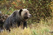 male Grizzly Bear walking through mountain meadow.