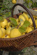 récolte de coings