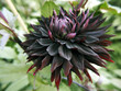 Dahlia Black Jack