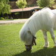 Photo: an image of a single white pony an image of a single white pony