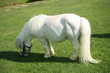 Photo: an image of a single white pony an image of a single white pony