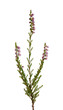 small heather branch with flowers small heather branch with flowers