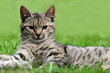 Kater im Gras