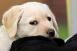 Hundewelpe