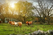 Cattle gazing on remaining green grass