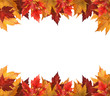 Maple leaves isolated on white Maple leaves isolated on white