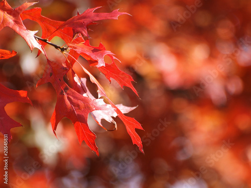 Foto: Herbst Herbst