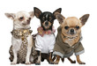 Three Chihuahuas dressed up Three Chihuahuas dressed up