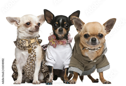 Photo: Three Chihuahuas dressed up Three Chihuahuas dressed up