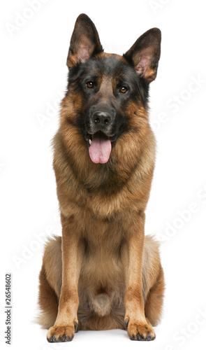 Photo: German Shepherd Dog, 3 years old, sitting Photo: German Shepherd Dog, 3 years old, sitting